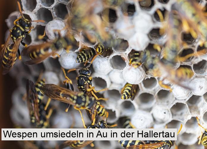 Wespen umsiedeln in Au in der Hallertau